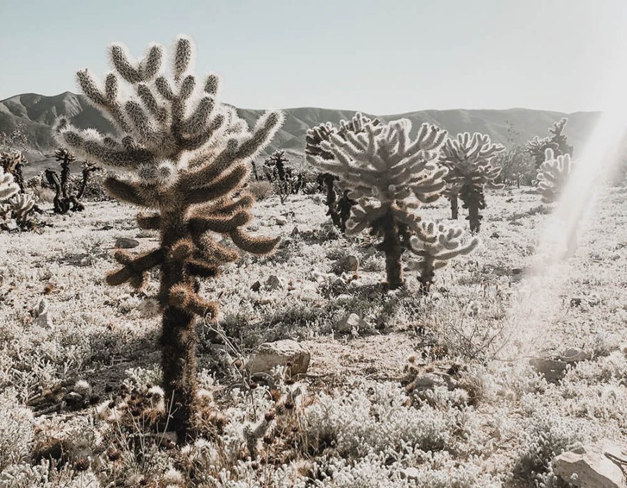 tania-miron-5BEbZRn79Oc-unsplash-crp